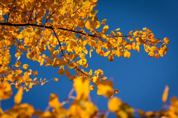 Aspen leaves in autumn